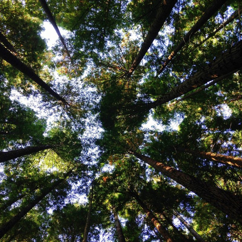 trees tops as seen from the ground