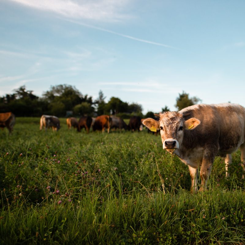 cows in a field