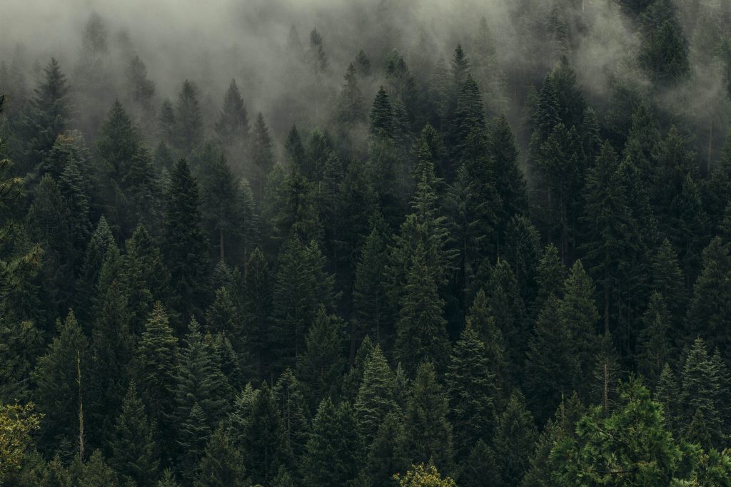 view of forest from above with clouds seeping into view