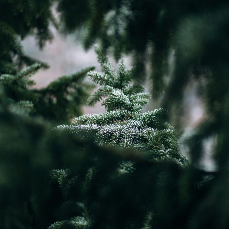 Christmas tree in the snow