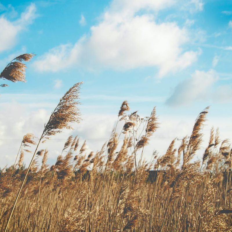 wheat field