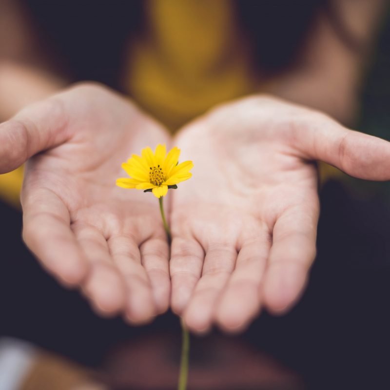 hands reaching out holding yellow flowers