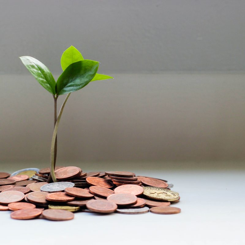 pile of money with a plant growing out of the middle