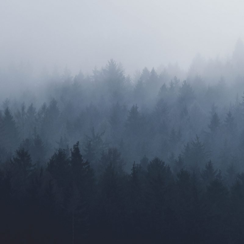 misty forest